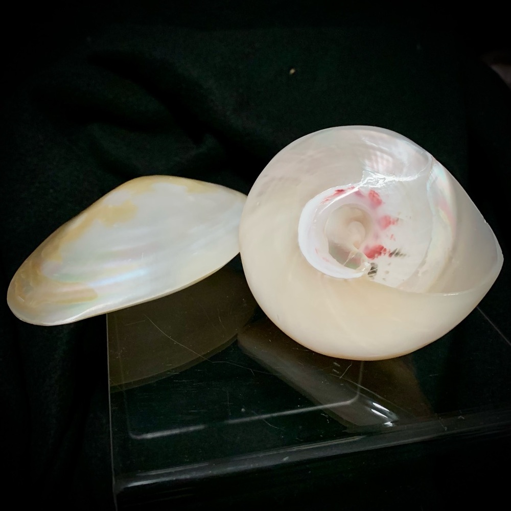 💗Polished Mother-of-Pearl Shell Pair (Natural Nacre) ✨